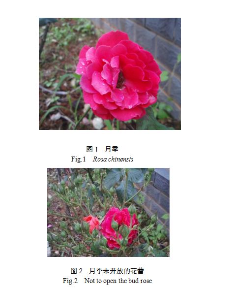 月季的花药培养(Rose Anther Culture)