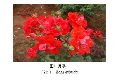 月季组织培养(ROSE TISSUE CULTURE)
