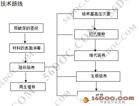 月季组织培养(ROSE TISSUE CULTURE)