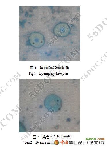 黄鳝血液生理特性与细胞形态研究