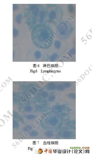 黄鳝血液生理特性与细胞形态研究