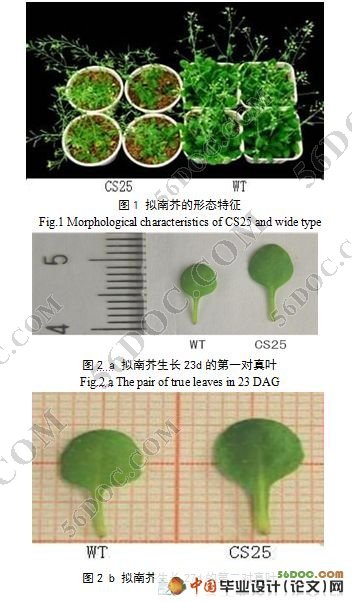 拟南芥转座子插入突变体CS27715的筛选及形态学观察