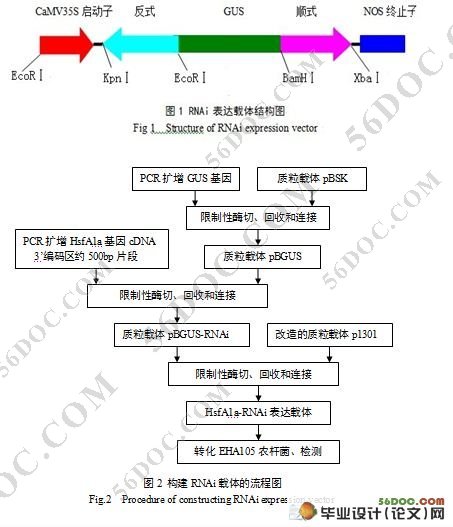 水稻热激蛋白转录因子基因HsfA1aRNAi载体的构建