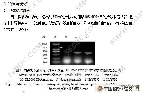组织滴虫在鸡异刺线虫中18s rRNA的克隆及序列分析