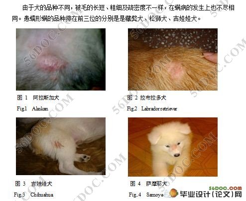 长沙地区宠物犬螨虫的调查研究