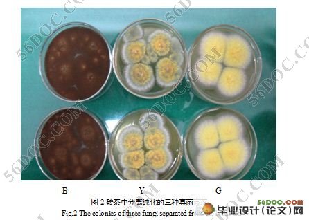 砖茶中所分离真菌的分子鉴定