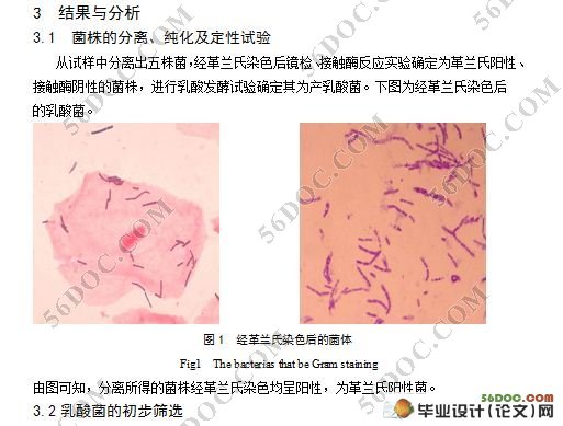 泡菜乳酸菌的分离及发酵性能研究