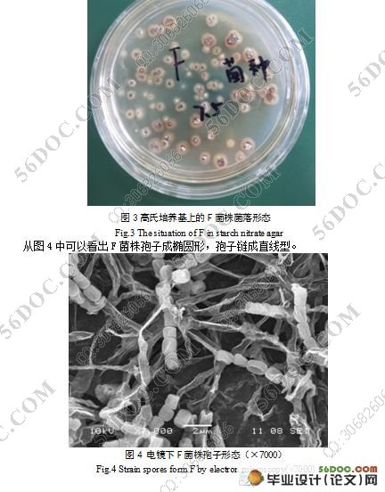 一株拮抗烟草黑胫病菌放线菌的分子鉴定