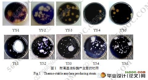 耐高温淀粉酶产生菌筛选与发酵条件优化