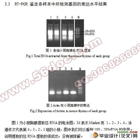 当归补血汤对小鼠胸腺衰老的分子调节