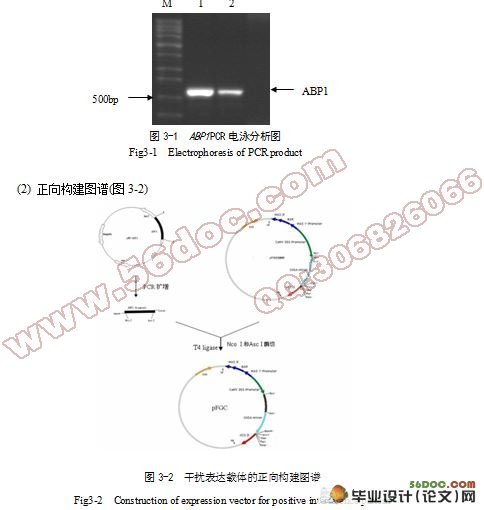 苎麻生长素结合蛋白ABP1植物干扰表达载体的构建与检测