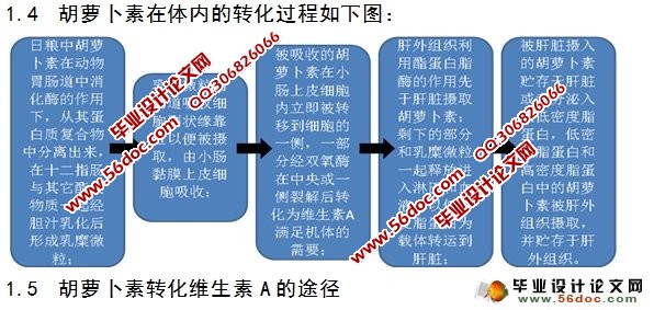 胡萝卜素体外转化为维生素A的研究