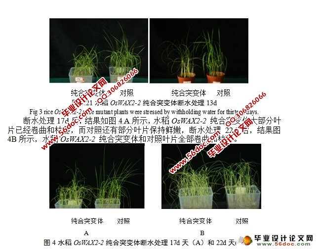干旱胁迫下水稻OsWAX2-2基因的功能分析