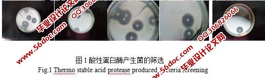 酸性蛋白酶产生菌的筛选及发酵条件的优化