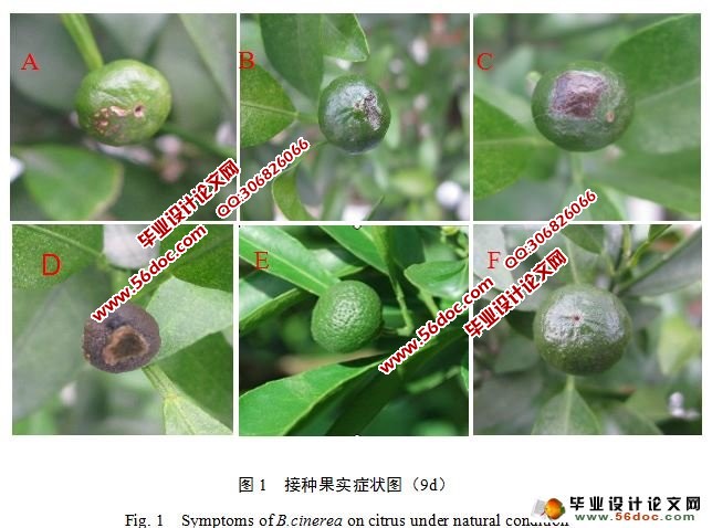柑橘灰霉病病原菌生物学特性鉴定