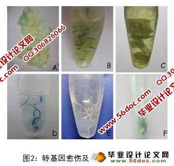 农杆菌介导籼稻转化研究